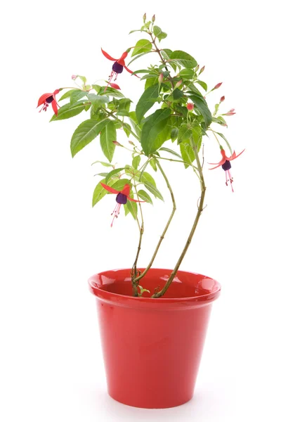 Fuschia flower — Stock Photo, Image