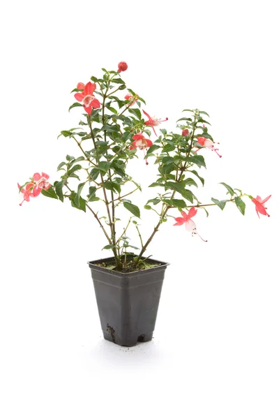 Fuschia kwiat — Zdjęcie stockowe