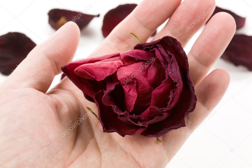 Dead rose — Stock Photo © Devon 10055161