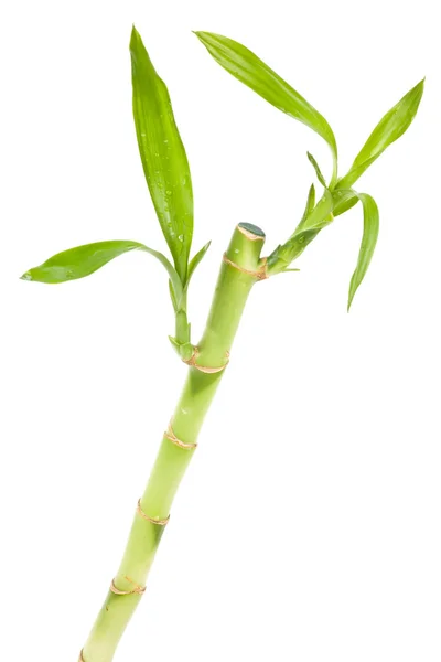 Szerencsés bambusz — Stock Fotó