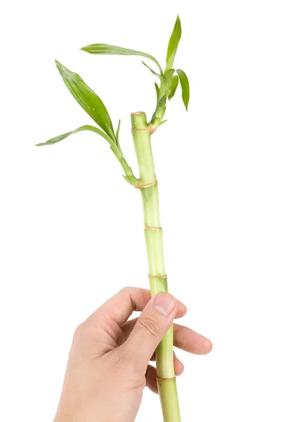 Lucky Bamboo — Stock Photo, Image