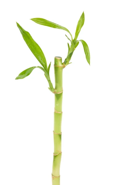 Szerencsés bambusz — Stock Fotó