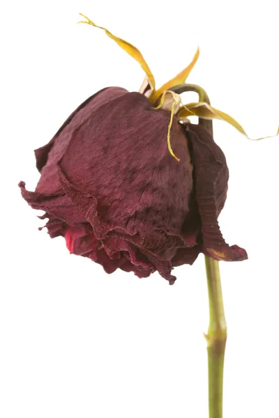 Dead rose — Stock Photo, Image