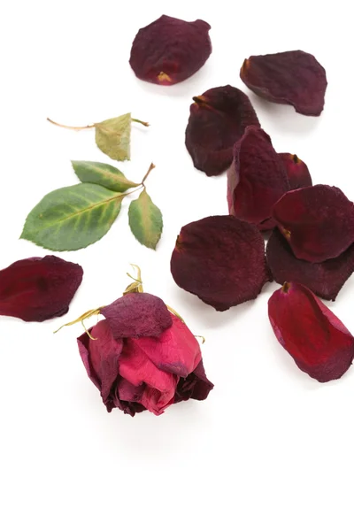 朵枯萎的玫瑰 — 图库照片