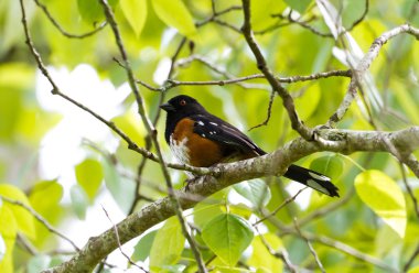 Spotted Towhee clipart