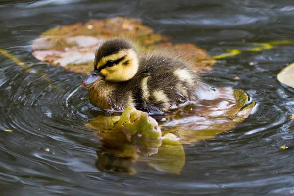 stock image Duckling