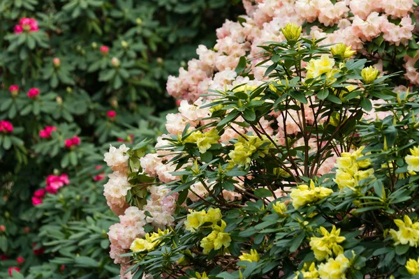 Flor de rododendros — Fotografia de Stock