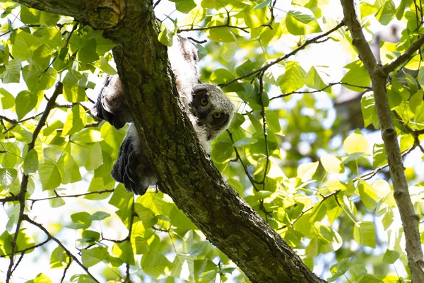 Genç büyük boynuzlu baykuş — Stok fotoğraf