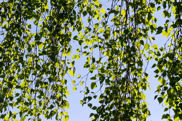 Солнечный свет и листья — стоковое фото