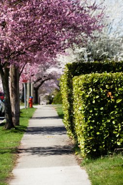 Cherry blossom clipart