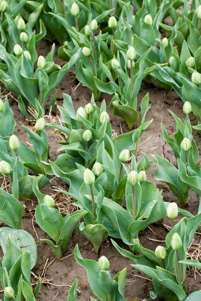 Tulipán pupenu — Stock fotografie