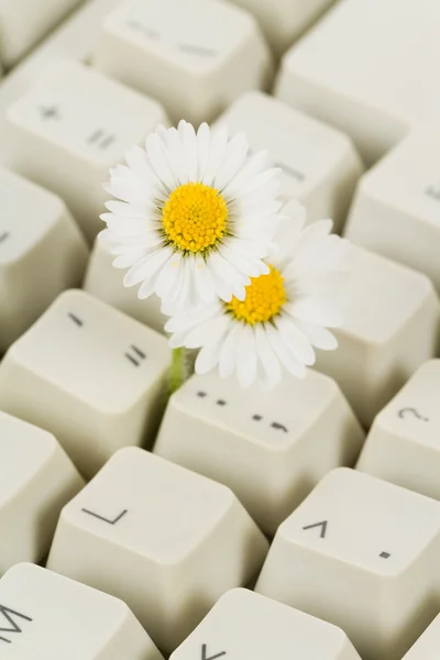 Klawiaturze komputera i kwiat — Zdjęcie stockowe