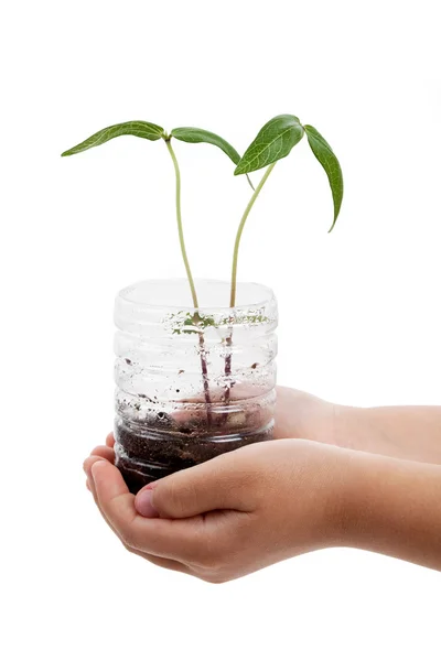Plastic bottle and Sprout — Stock Photo, Image