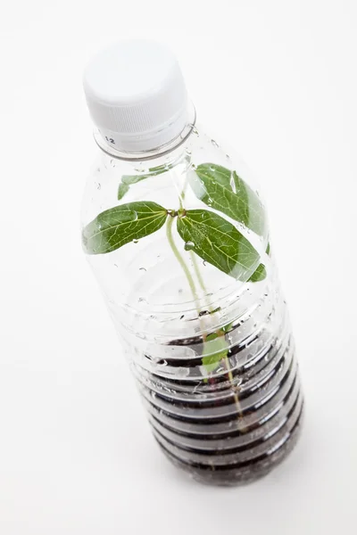 Botella de plástico y brote — Foto de Stock