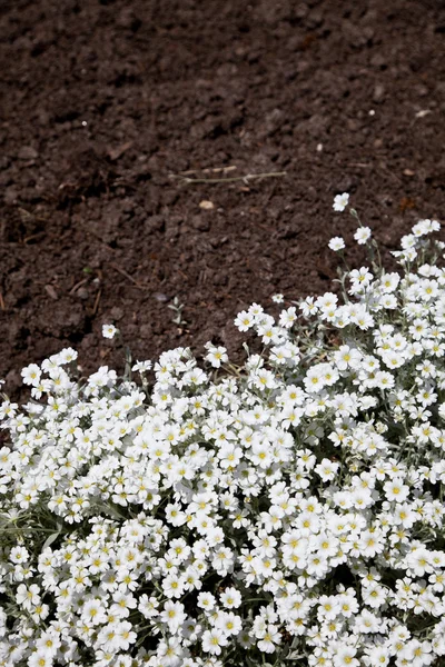 Λευκό λουλούδι και βρωμιά — Φωτογραφία Αρχείου