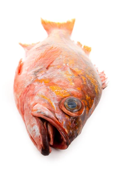 Pescado rojo —  Fotos de Stock