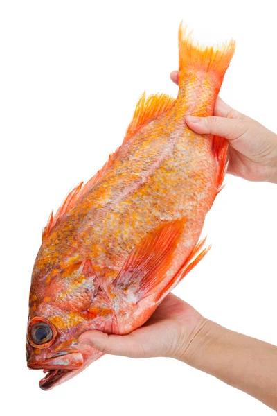 Roter Fisch — Stockfoto