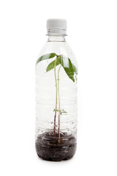 Пластикова пляшка і проросток — стокове фото