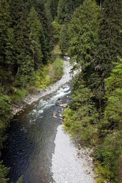 stock image Forest and stream