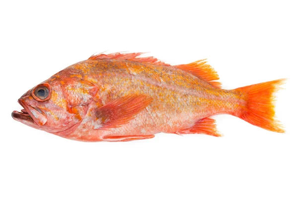 Peixe vermelho Imagem De Stock