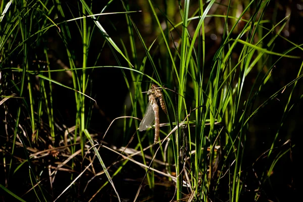 Libelle — Stockfoto