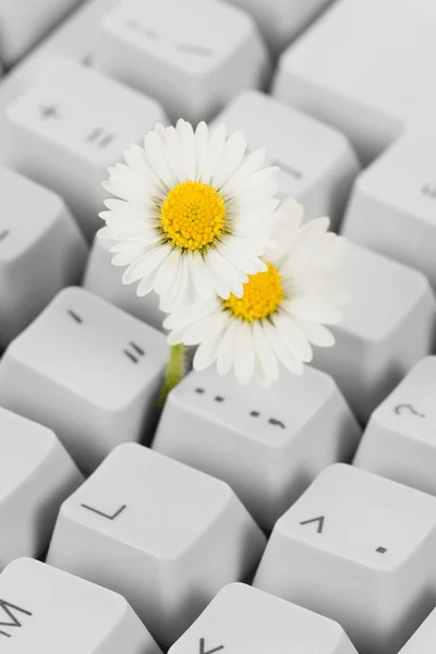 计算机键盘和花 — 图库照片