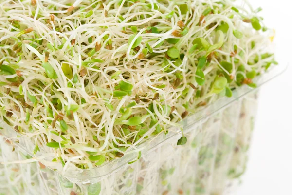 Alfalfa Sprout — Stockfoto