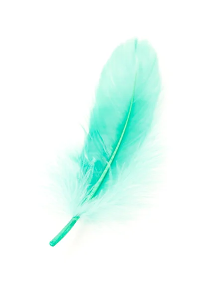 Green Feather — Stock Photo, Image