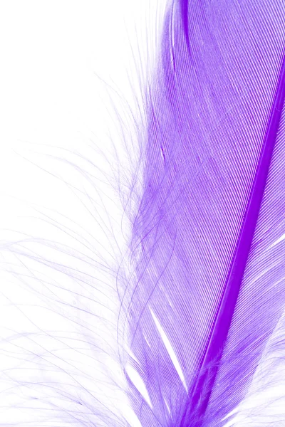 푸른 깃털 — 스톡 사진