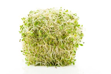 Alfalfa Sprout clipart