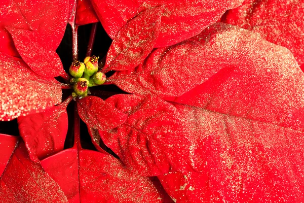 Pictures : white poinsettias | Red and white poinsettia flowers — Stock ...