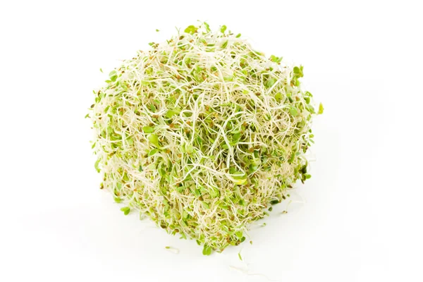 Alfalfa spira — Stockfoto