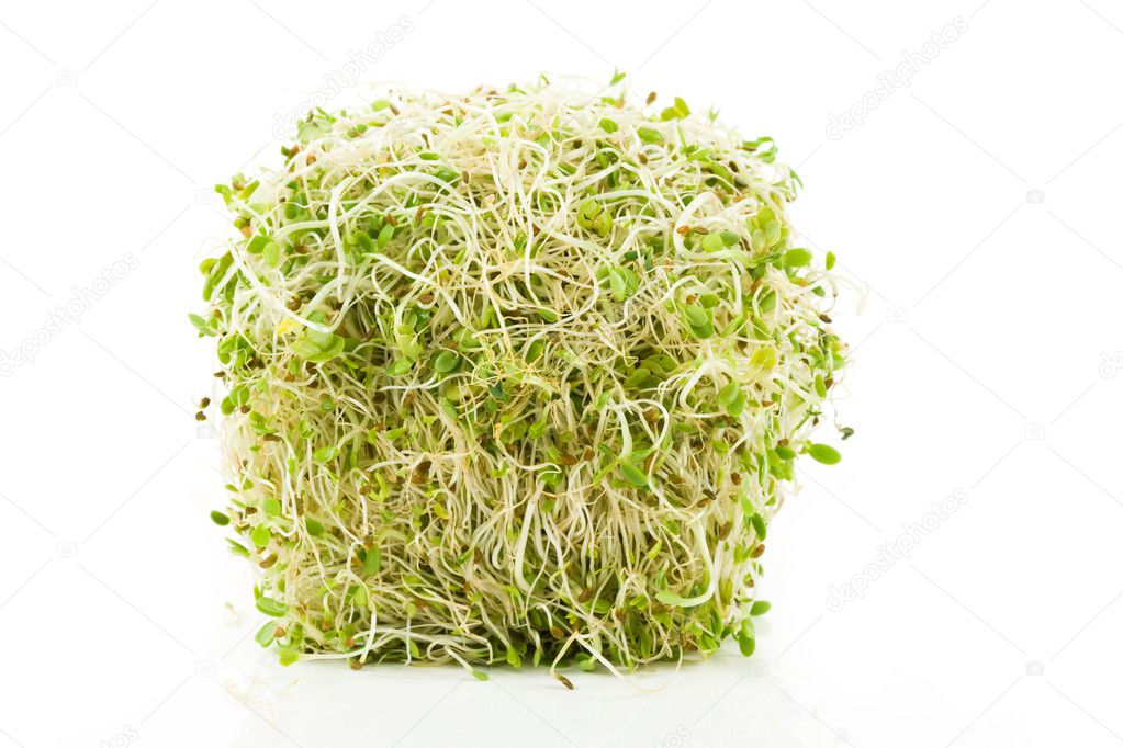 Alfalfa Sprout