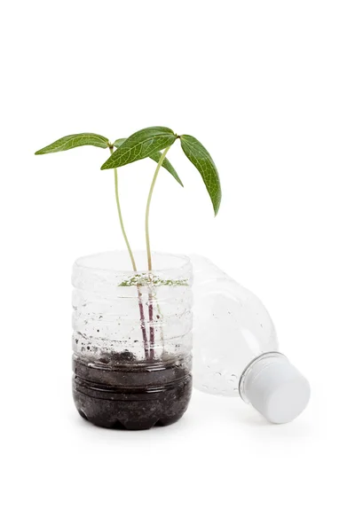 Plastic bottle and Sprout — Stock Photo, Image