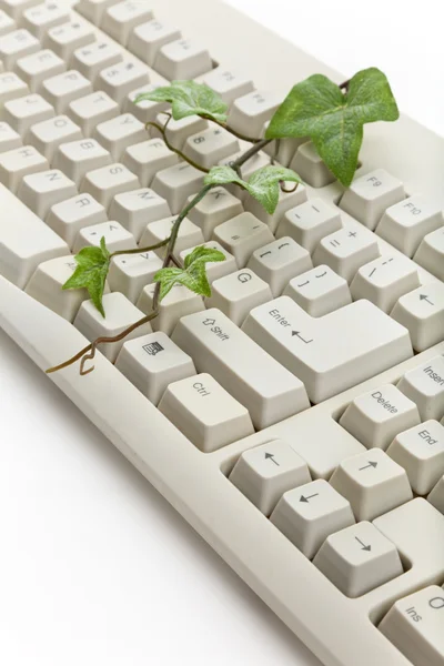 Grüne Pflanze und Computertastatur — Stockfoto