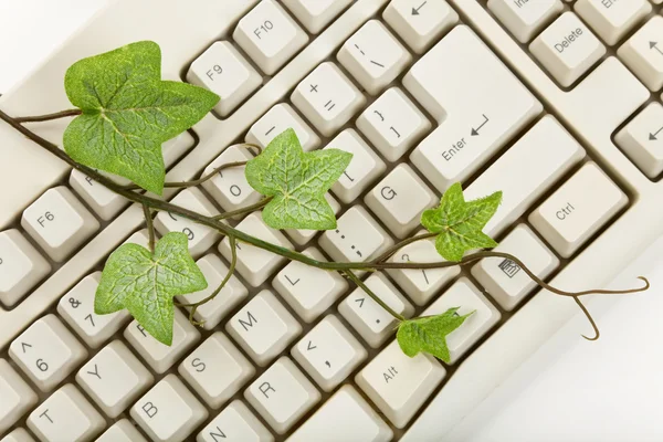 Planta verde y teclado de ordenador — Foto de Stock