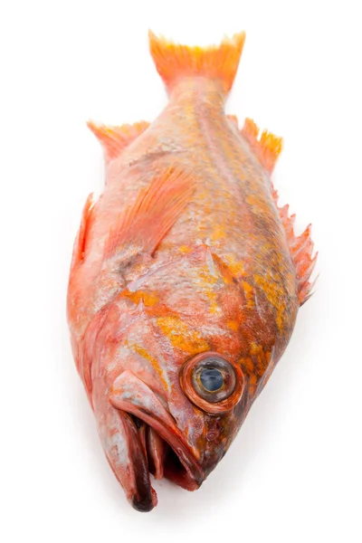 Κόκκινη ψάρια — Φωτογραφία Αρχείου