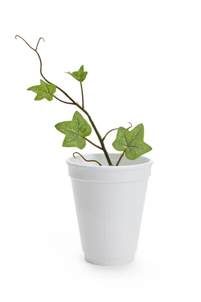 일회용 컵과 식물 — 스톡 사진