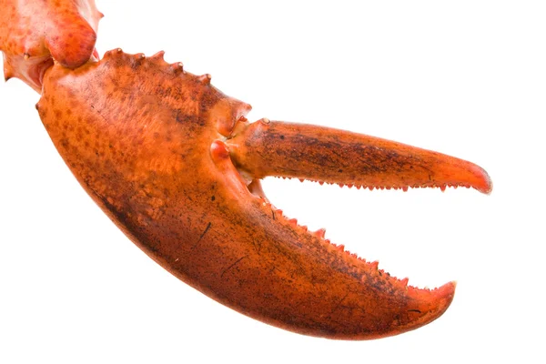 Lobster Claw — Stock Photo, Image