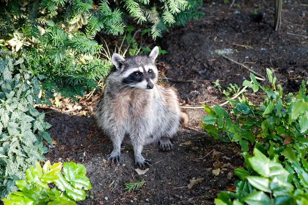 stock image Raccoon