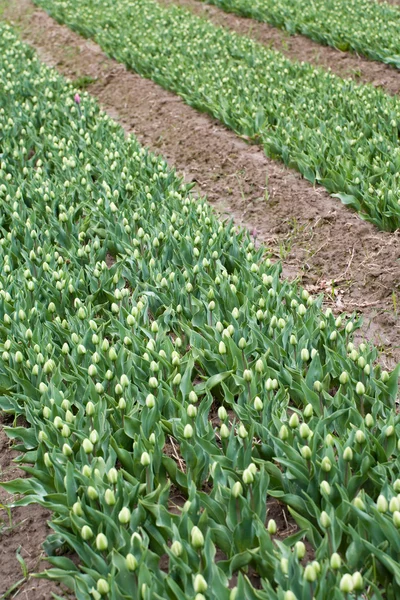 Tulipan pączek — Zdjęcie stockowe