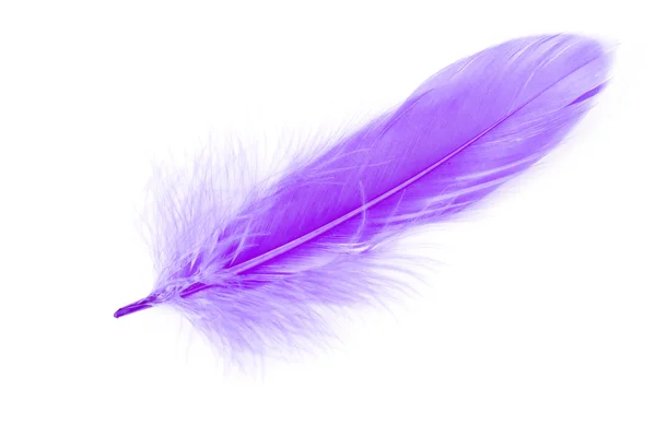 Blue Feather — Stock Photo, Image