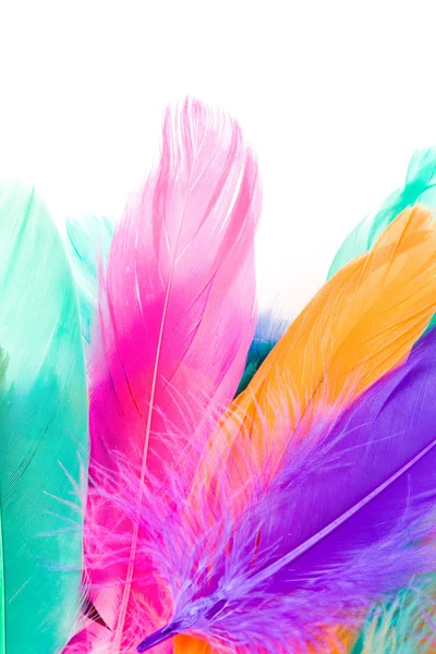 Colorful Feather — Stock Photo, Image