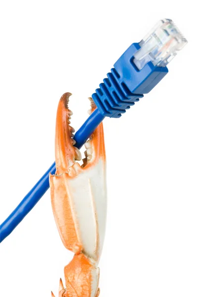 Yengeç pençesi ve ağ kablosu — Stok fotoğraf