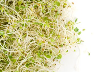 Alfalfa Sprout clipart