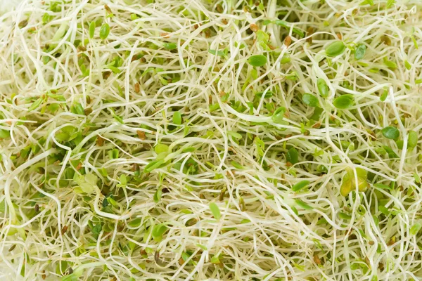 Люцерна ростковая — стоковое фото