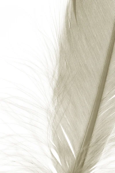 Brown Feather — Stock Photo, Image