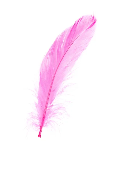 Розовое перо Стоковое Изображение