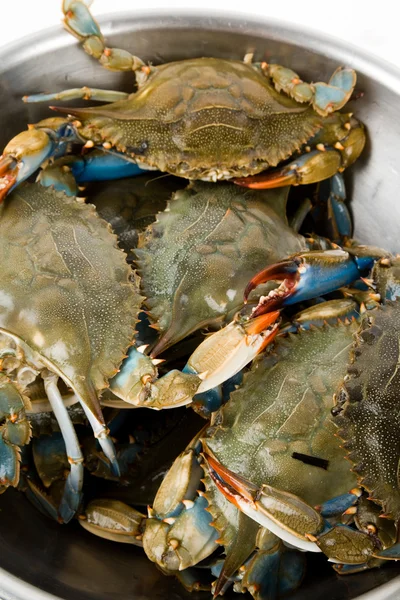 Blå krabba — Stockfoto