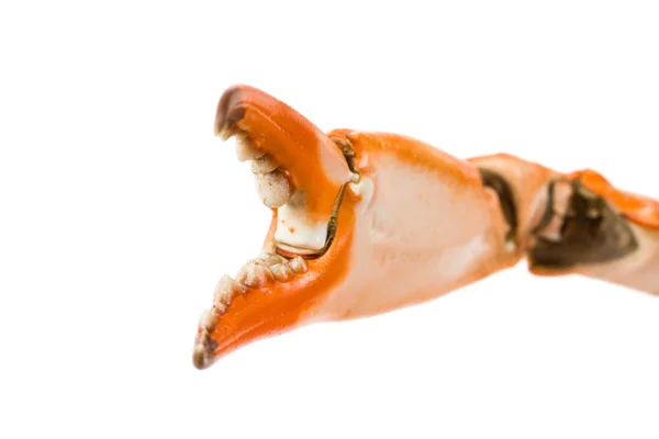 Krabí klepeto — Stock fotografie
